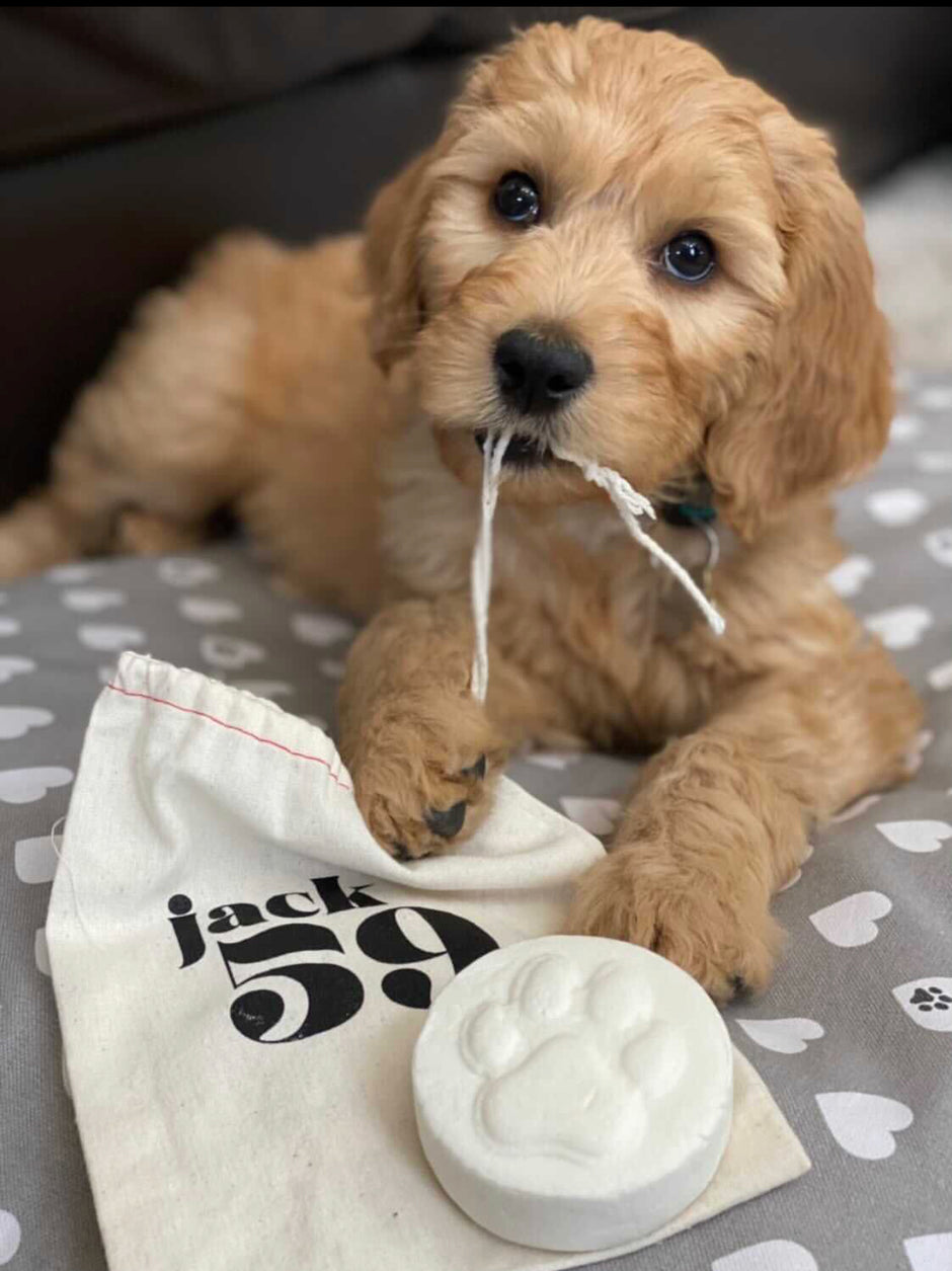 JACK59 - Dog Shampoo - 100% plastic free and pH balanced specifically for dogs