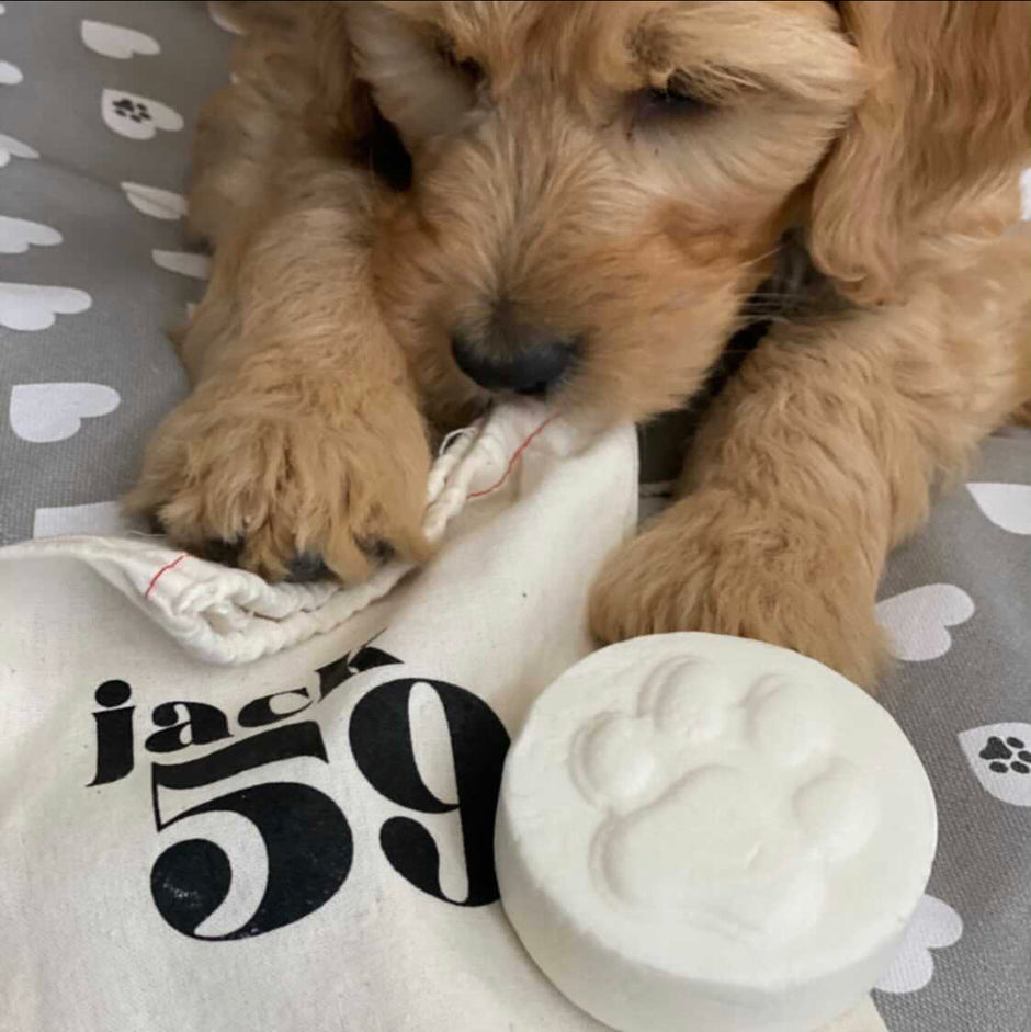 JACK59 - Dog Shampoo - 100% plastic free and pH balanced specifically for dogs