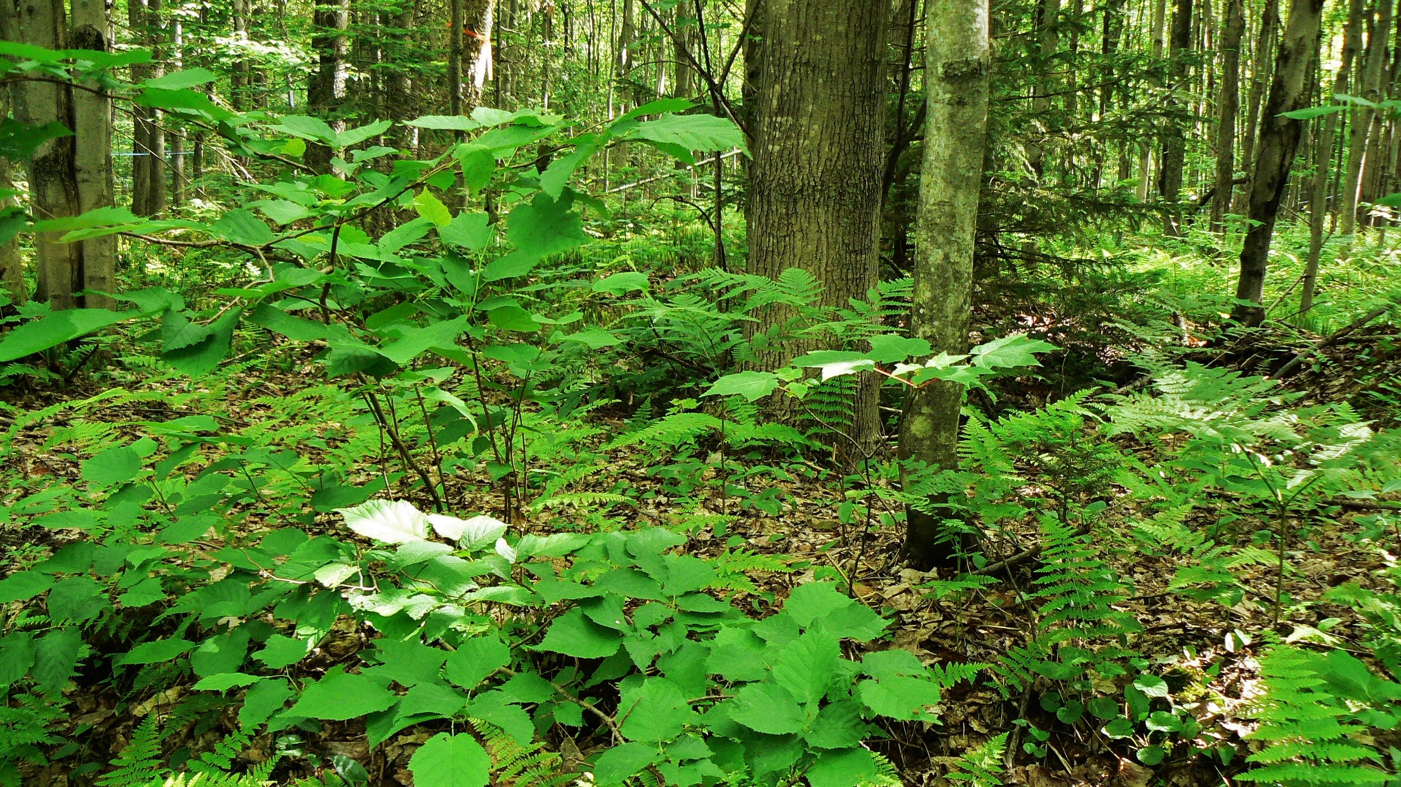 Nature45
