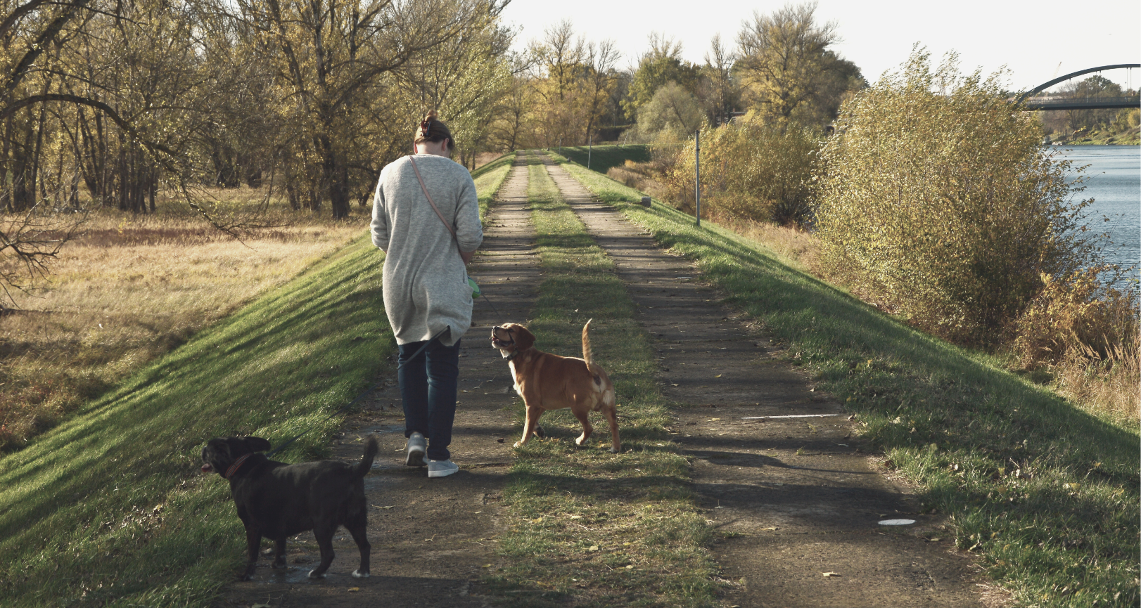 Soins pour animaux