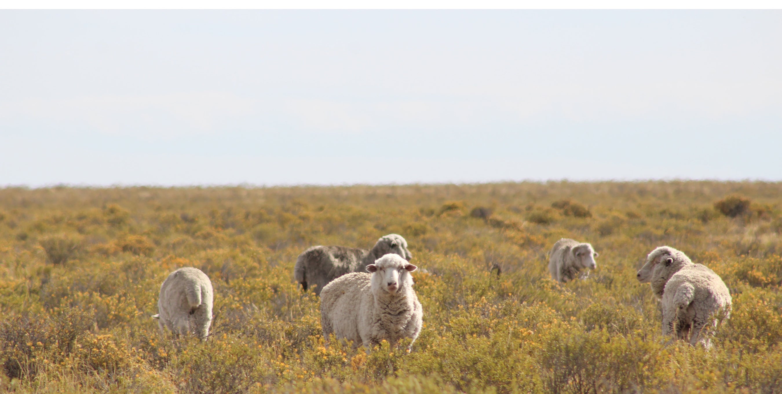 Moss Creek Wool Works