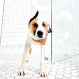 UNSCENTED CO - Shampooing en barre pour chien 100% naturel - Soin animaux | Samara & Co