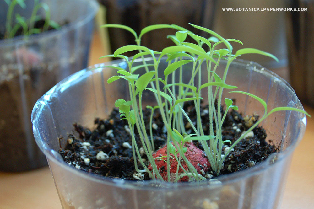 TUOI  🌱 SAMARA & CO - Coffret  • Mon jardin